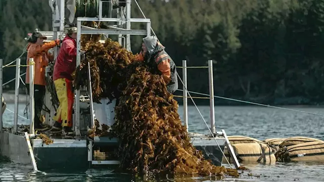 Irish seaweed-for-feed company lists in London after raising €6.8m