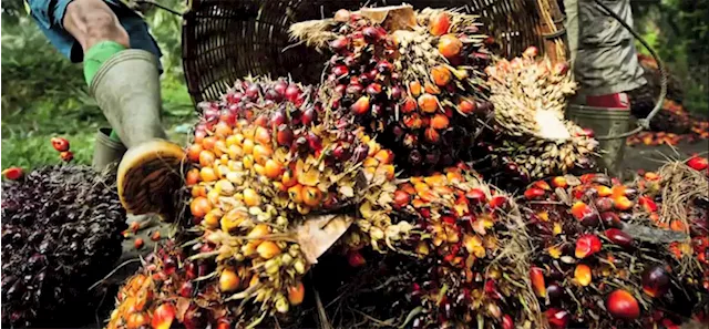 Experts seek increased investment to halt Oil palm importation