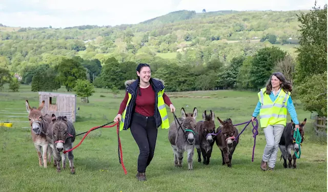 North Wales donkey-trekking business opens to the public