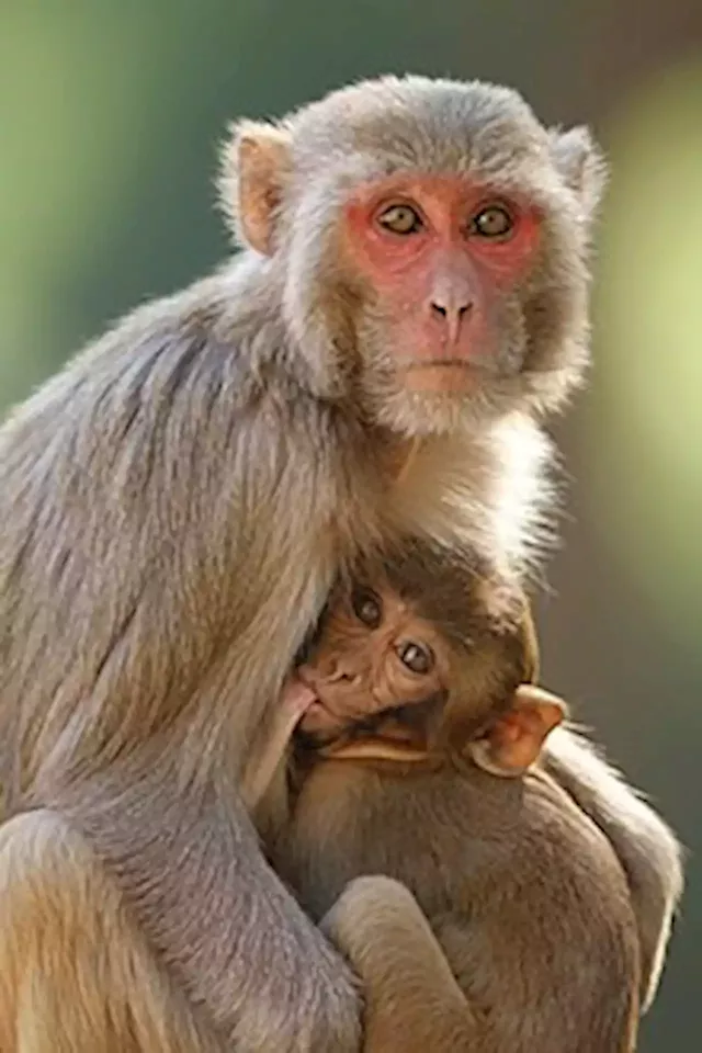 Monkey business: Sri Lanka considers macaque sales to China