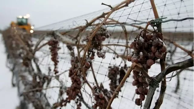 B.C. wine industry projecting 50% fewer wine grapes this year because of winter vine damage | CBC News