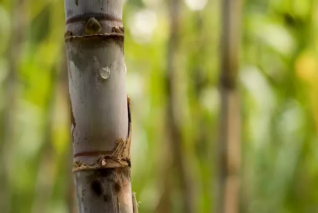 Cane growers' association mulls legal action as Tongaat default cuts into revenue | Business