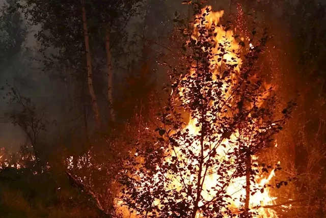 Wildfire on French-Spanish border destroys 1 000 hectares | Business