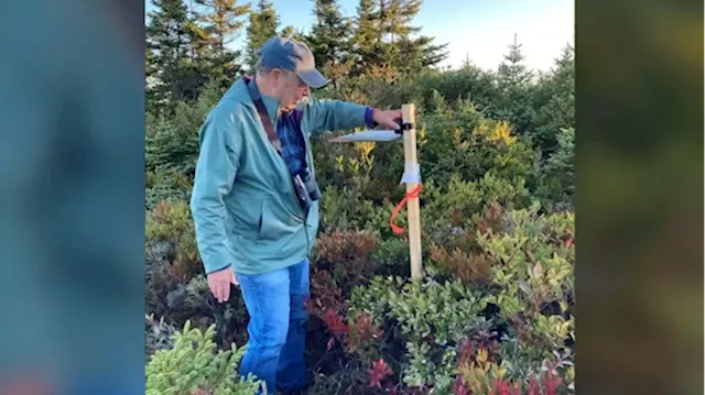 Former consultant to wind industry warns of turbines' toll on migrant birds in N.S.