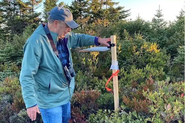 Former consultant to wind industry warns of turbines’ toll on migrant birds in Nova Scotia