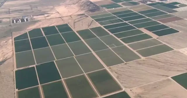 Saudi company draws unlimited Arizona ground water to grow alfalfa amid drought