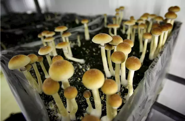 Bill governing Colorado’s legal psychedelics industry clarifies what would remain unlawful, sets limits on personal cultivation