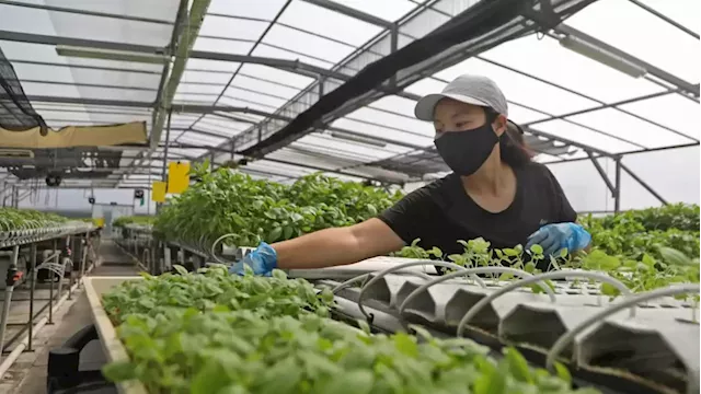 Buying local produce may cost more but is a 'co-investment' in S'pore's future food security: Grace Fu