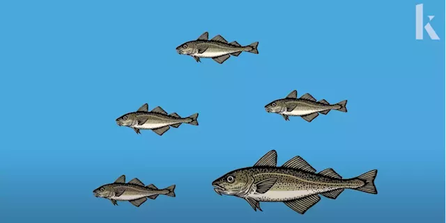 Watch Video: How the Fishing Industry Affects Fish Evolution