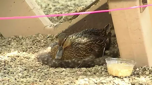 Mama Duck Bringing in Business at Montgomery County Ice Cream Shop