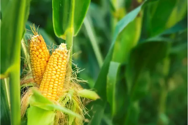 Brazil may surpass US as world's biggest maize exporter | Business