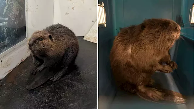 Oh Dam: Ottawa Bylaw picks up beaver in ByWard Market