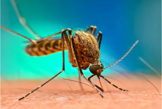 World Malaria Day: WHO advocates increased investment to eradicate disease in Africa