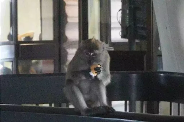 Hoping for an end to monkey business, NTU issues advisory after recent macaque sightings on campus