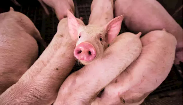 Philippine swine industry on the path to recovery amidst ongoing ASF outbreak