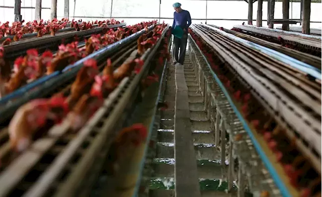 Poultry industry on new growth and transformation path | Business