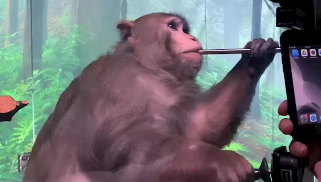 Elon Musk’s neurotech company wired up a monkey to play Pong with its brain