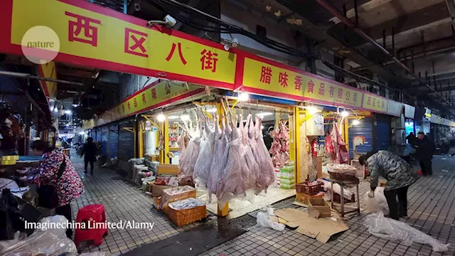 COVID-origins data from Wuhan market published: what scientists think