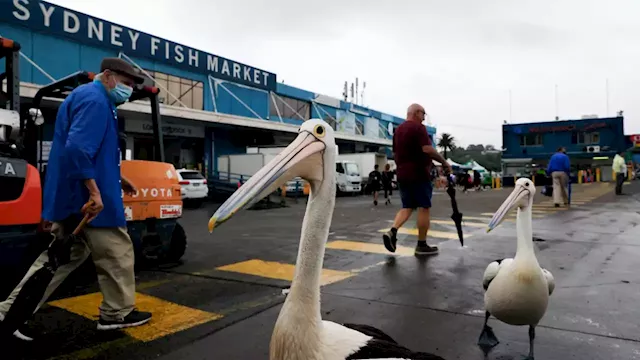 Australian seafood is ‘cheaper than you think’: Crowds hit Sydney fish market for Easter