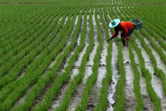 How Vietnam is trying to stop rice warming the planet | Business