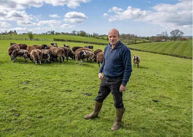 Farm of the Week: Drover keeping alive Bentham market's strong sheep sale traditions