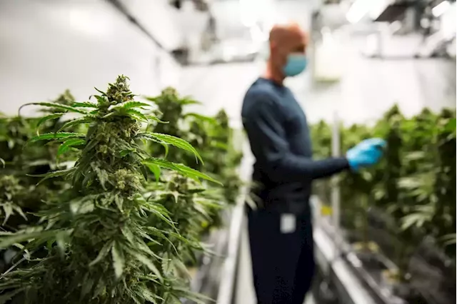 Without new rules, cannabis market hitting its ceiling: experts