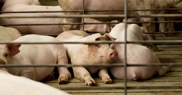 Supreme Court rejects challenge to California pork industry restriction