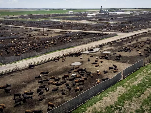 China's ban on Canadian beef still in place year-and-a-half later; industry in dark