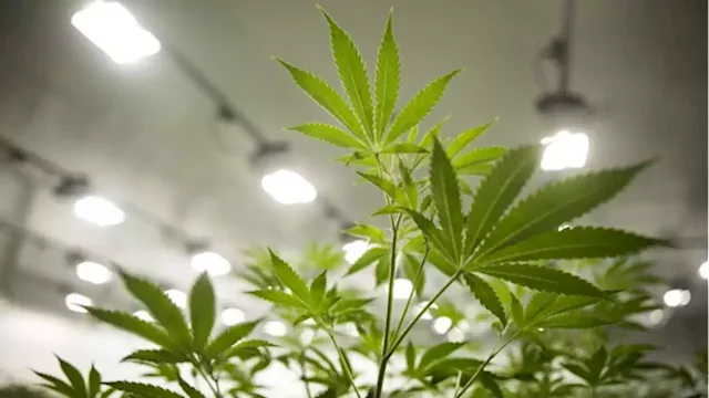 Accounting errors, overspending lead Canopy Growth to sour on its $50M BioSteel investment - BNN Bloomberg