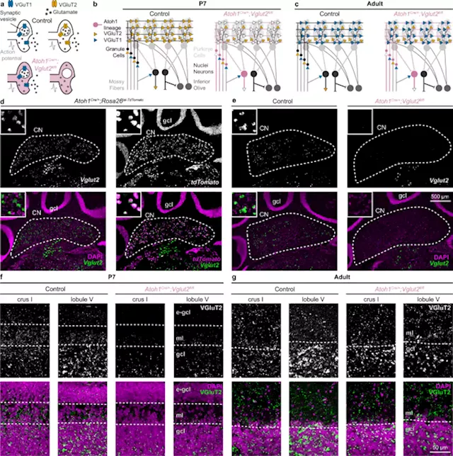 Glutamatergic cerebellar neurons differentially contribute to the acquisition of motor and social behaviors - Nature Communications