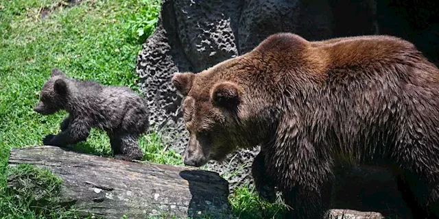 Why stock-market bears are inadvertently supporting a rally despite some bad news