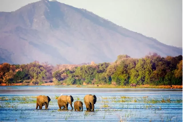 Safari camp operators in Zimbabwe challenge oil drilling at world heritage site | Business