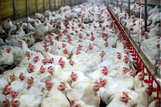 Brazil's bird flu scare a danger for SA's poultry industry and low income families' | City Press