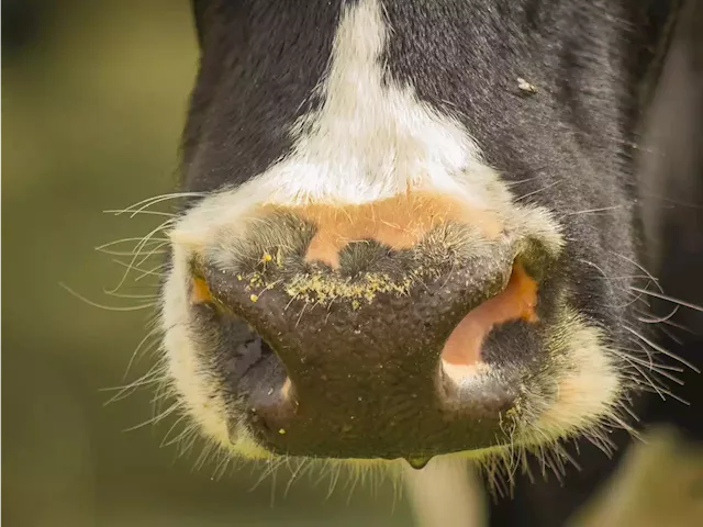 CHARLEBOIS: Mad cow disease rocked Canada's beef industry 20 years ago