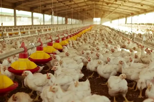 Govt 'asleep at the wheel': SA's biggest chicken producer warns of social unrest | Business