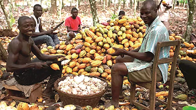 We have high hope in Tinubu to turn cocoa industry, production around, says CFAN | The Guardian Nigeria News - Nigeria and World News