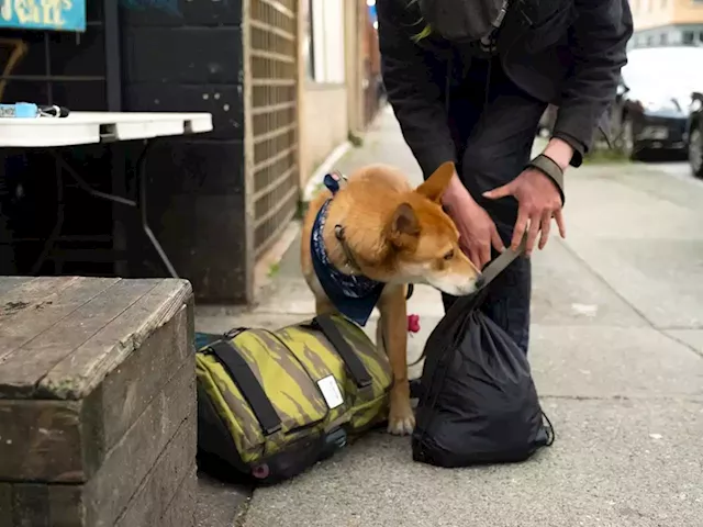 Stocks are urgently needed for community pet food banks: B.C. SPCA