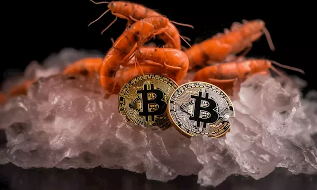 Bitcoin shrimps defy market trends with aggressive accumulation