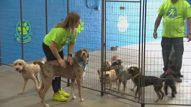 Dog Day Care Owner on Digging Up Small Business Support