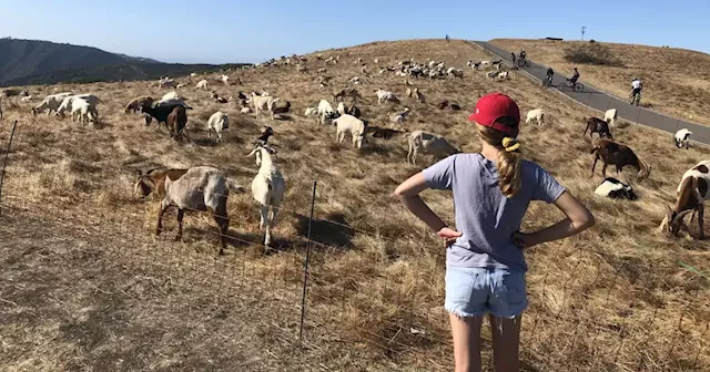 Grazing goats prevent California wildfires. New salary rules may jeopardize the industry