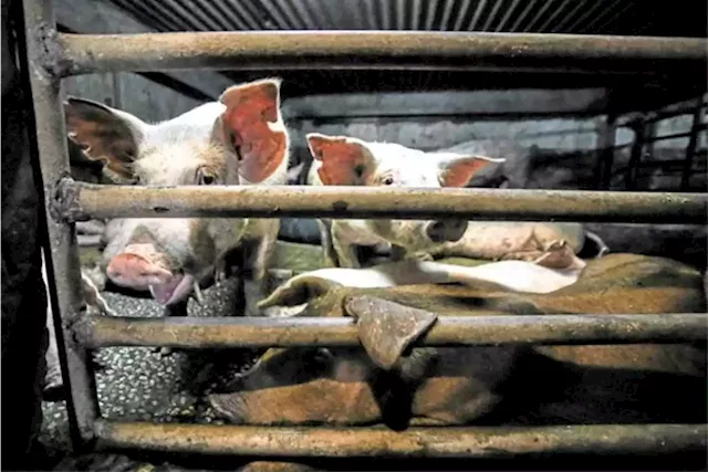 Losses in Negros Occidental hog industry reach P131.6M