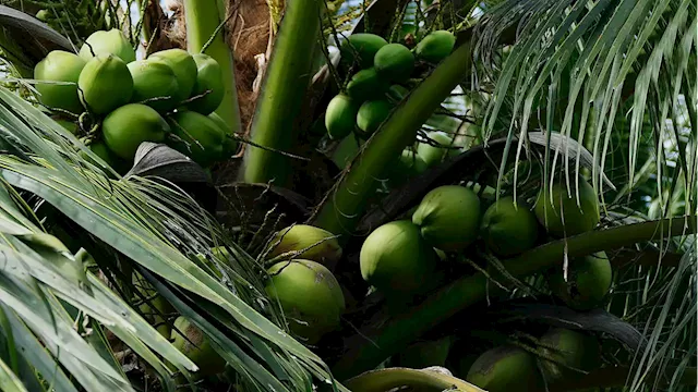 Coconut hybrids: Revolutionizing the Philippine coconut industry for increased productivity