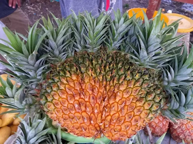 Odd-looking pineapple draws curious onlookers, selfie fans to Saac Market in Lapu-Lapu City