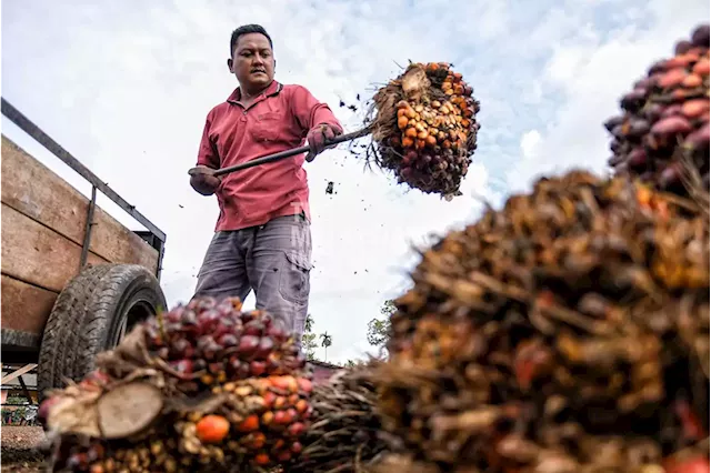 Fadillah urges all to play role in ensuring market acceptance of palm oil | The Malaysian Insight