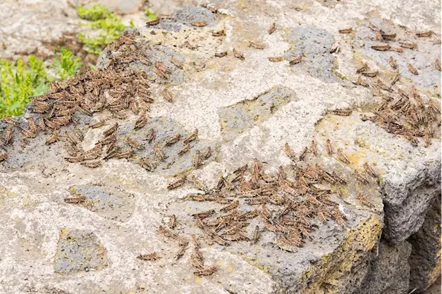 WATCH | US town bowled over by invasion of crickets | Business