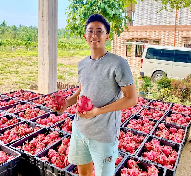 Dragon fruit success: Engineer in Camarines Sur starts a profitable business with dragon fruit plants supplemented with artificial lighting