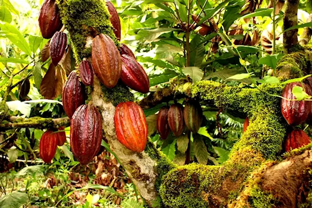 Abia govt to resuscitate cocoa processing industry