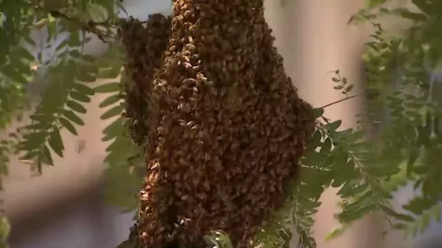 Buzzing Chaos: Bees Swarm the Farmers Market at Daley Plaza