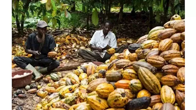 Norfund Invests $12m In Local Nigerian Cocoa Processing Business