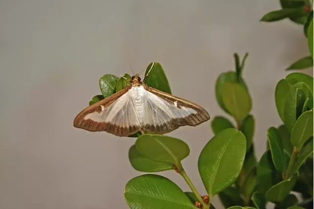 Invasive moth that threatens horticulture industry found in 2 Ohio counties